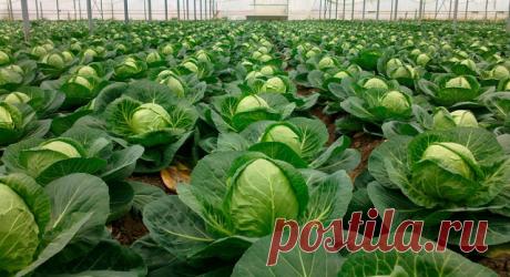 Маленькие секретики садоводу - огороднику. Добавь себе на стену, чтобы не забыть! 

1. Йод для капусты. В ведро воды добавить 40 капель йода. Когда начнет формироваться кочан, поливать капусту под растение по 1 литру. 

2. Ускорение пророста. Чтобы семена быстрее проросли их замачивают в растворе перекиси водорода (4%) на 12 часов (капуста), а семена помидоров и свеклы - на 24 часа. Для обеззараживания семян (вместо марганцовки) их обрабатывают 10% перекисью водорода 20 ми...