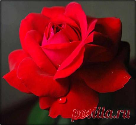 Красная роза