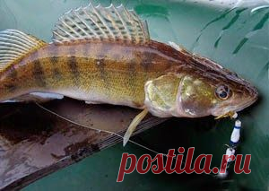 Рыбалка видео: Ловля на мандулу