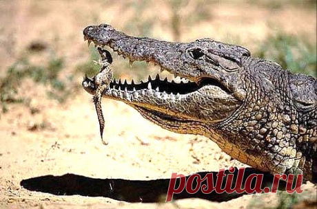 (32) Одноклассники