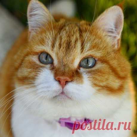 «КОТИКИ» — карточка от пользователя Елена (Mirosslava) в Яндекс.Коллекциях