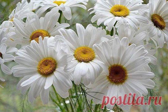 (99) Одноклассники