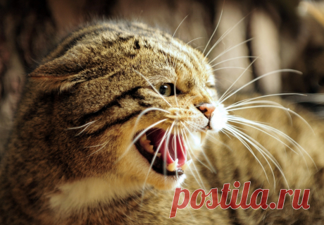 Как определить присутствие негативной энергетики в доме с помощью кошки