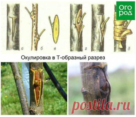Как привить яблоню летом – пошаговая инструкция для начинающих