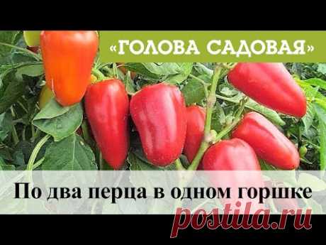 Голова садовая - По два перца в одном горшке