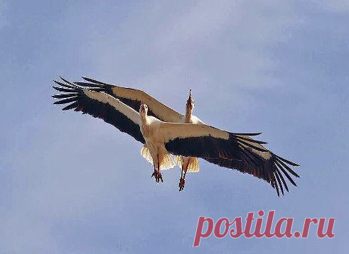 Одноклассники