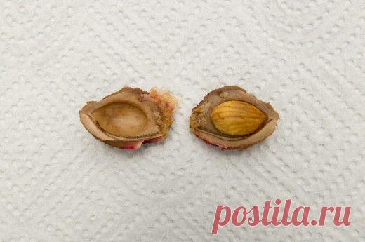 Персик из косточки