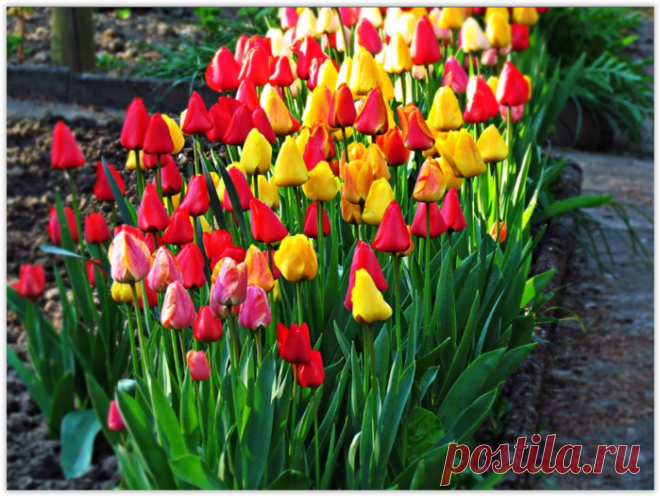 5 частых ошибок выращивания тюльпанов, которые допускают более половины цветоводов
