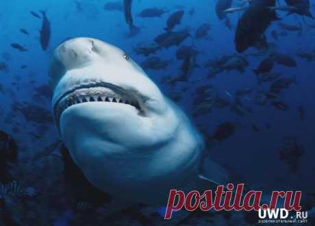 АКУЛА ТУПОРЫЛАЯ (Carcharhinus leucas) Эти акулы, достигающие 3,6 м в длину, населяют прибрежные районы тропической области. Эти довольно ленивые и медленно плавающие акулы распространены во всех океанах