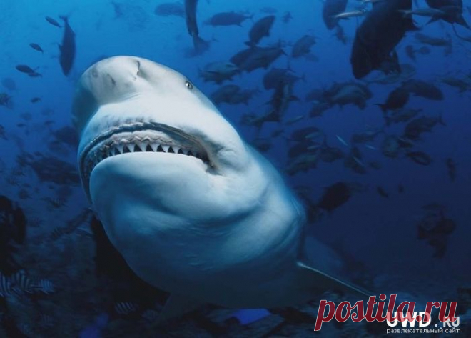 АКУЛА ТУПОРЫЛАЯ (Carcharhinus leucas) Эти акулы, достигающие 3,6 м в длину, населяют прибрежные районы тропической области. Эти довольно ленивые и медленно плавающие акулы распространены во всех океанах
