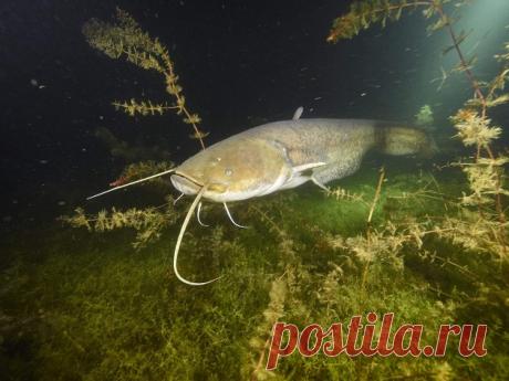 5 интересных фактов о соме, о которых вы не знали. Исторические факты и наблюдения рыболовов | Поплавок Пульс Mail.ru