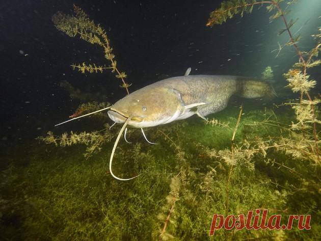 5 интересных фактов о соме, о которых вы не знали. Исторические факты и наблюдения рыболовов | Поплавок Пульс Mail.ru