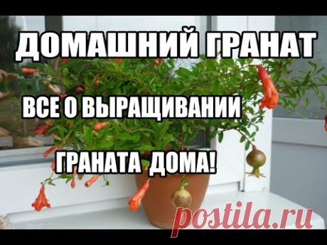 Гранат из косточки выращивание в домашних условиях. Об уходе и выращивании содержании граната дома - YouTube