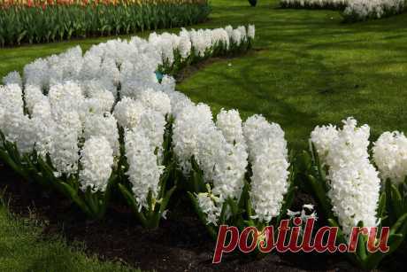 Константин "I like SONY" — «Парк цветов Keukenhof (Кёкенхоф)» на Яндекс.Фотках