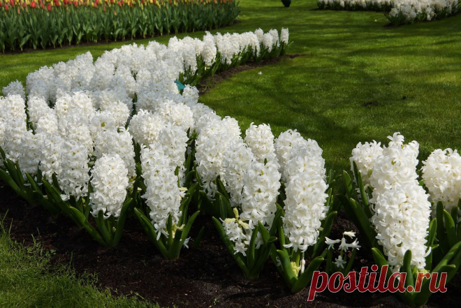 Константин "I like SONY" — «Парк цветов Keukenhof (Кёкенхоф)» на Яндекс.Фотках