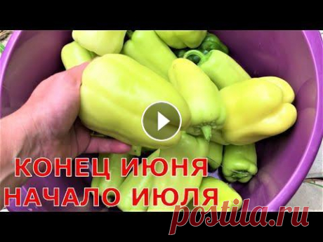 Вынужденная уборка перца Большой урожай перца. Вынужденная уборка перца в начале июля, когда она нужна и когда можно без неё обойтись. Помощь каналу, карта Сбербанка - 4276 38...