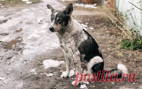Что делать при встрече со стаей бездомных собак?