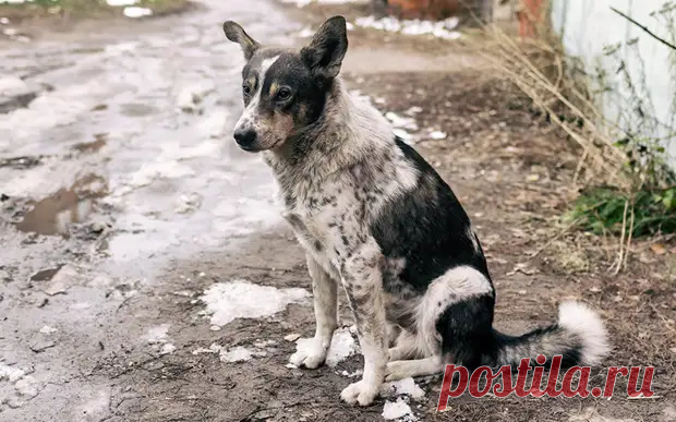 Что делать при встрече со стаей бездомных собак? - ПолонСил.ру - социальная сеть здоровья - Медиаплатформа МирТесен