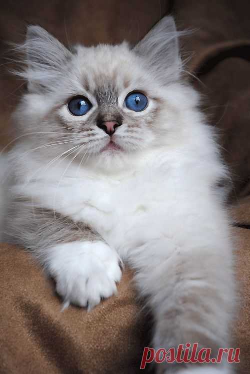 Lynx Ragdoll kitten - Gypsy x Zippity | Cats