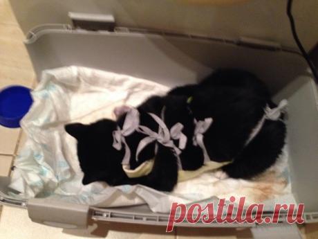 Девушка услышала приглушённые удары… Кто-то колотил мусорный бак пакетом, в котором были кот и люстра Это случилось зимой. Юлия Романова из города Гомель случайно стала свидетелем такой жуткой картины, что до сих пор не может вспоминать об этом без слёз.

Какой-то мужчина стоял около мусорного контейнера и что есть силы бил о него пакетом! К своему ужасу, Юля поняла, что в пакете находится кто-то