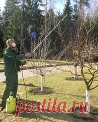 (+1) Чем опрыскивают деревья