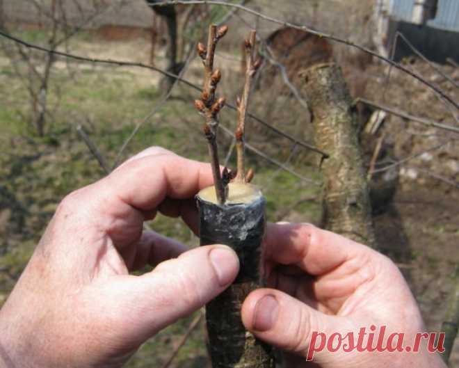 Виды прививок плодовых деревьев и садового вара