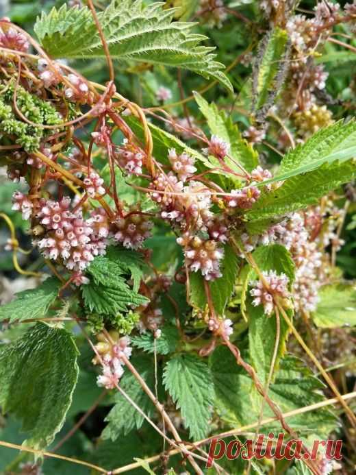 Повилика — опасная соседка. Растение паразит.

К роду повилика относятся наиболее опасные для культурных растений цветковые паразитические растения, сочетающие большую жизнеспособность с высокой плодовитостью.
