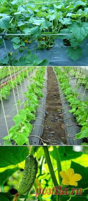 БЛОГ ПОЛЕЗНОСТЕЙ: Выращиваем огурцы на пленке и никакой прополки