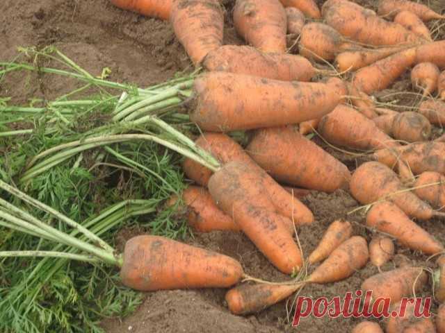 УДОБРЕНИЯ МОРКОВИ! Способ работает на все 100% 

Морковь очень требовательна к удобрениям почвы и подкормкам. Но эти требования носят более сложный характер, чем у большинства других огородных растений.

Не ни в коем случае не следует удобрять свежим навозом, так как корнеплоды растут уродливыми. И в то же время свежий навоз надо обязательно вносить под её предшественника, так как хороший урожай моркови можно получить только на участках, вышедших из-под культур, хорошо удо...