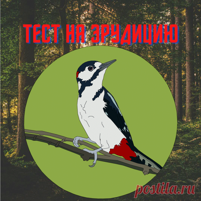 ТЕСТ на эрудицию. Вопросы на разные темы. Я ответил на 9/10 | Загадкин - тесты на эрудицию | Яндекс Дзен