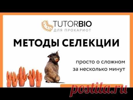 Методы селекции. Отбор и гибридизация. Отличия клеточной и гененной инженерии. - YouTube