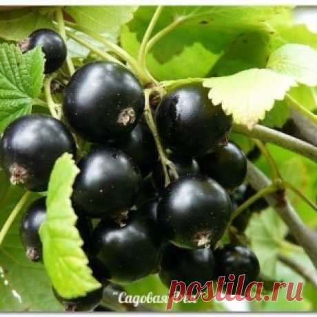 Картофельные очистки. Отличное удобрение для смородины!