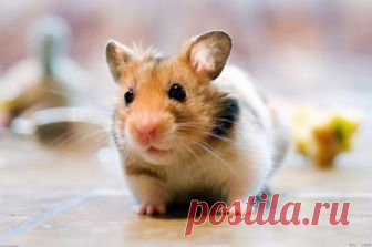 Мы купили сыну маленькую зверушку, а теперь боимся по дому ходить ᅠ