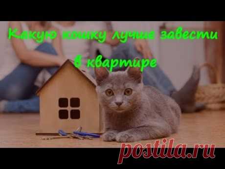Какую кошку лучше завести в квартире  What kind of cat it is better to have in the apartment