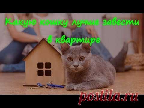 Какую кошку лучше завести в квартире  What kind of cat it is better to have in the apartment