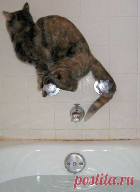 Balancing on Four Paws | Flickr - Photo Sharing!
