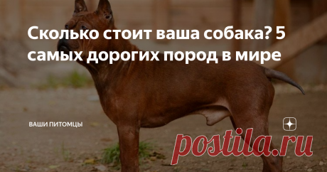 Сколько стоит ваша собака? 5 самых дорогих пород в мире Многие заводчики «старой закалки» предпочитают искать щенков по знакомым, редко платя за них больше 10 000 рублей (и то далеко не всегда), а то и подбирают щенка на улице. А сколько стоит ваша собака? 5 самых дорогих пород в мире – вот тема нашей сегодняшней статьи.