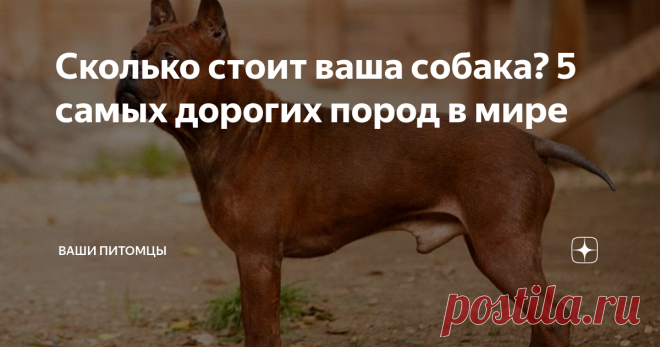 Сколько стоит ваша собака? 5 самых дорогих пород в мире Многие заводчики «старой закалки» предпочитают искать щенков по знакомым, редко платя за них больше 10 000 рублей (и то далеко не всегда), а то и подбирают щенка на улице. А сколько стоит ваша собака? 5 самых дорогих пород в мире – вот тема нашей сегодняшней статьи.