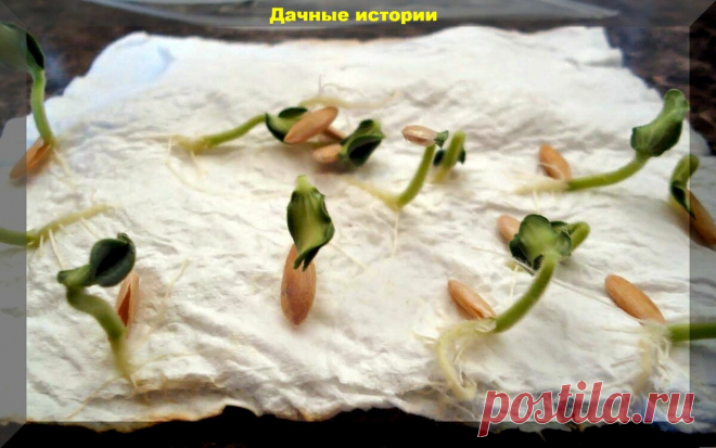 Посадка огурцов на рассаду: подробно для начинающих дачников | Дачные истории | Яндекс Дзен