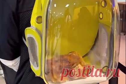 Мужчина пронес на борт жареную курицу как питомца «для эмоциональной поддержки»