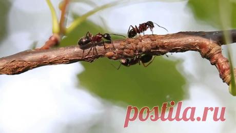 Простой способ избавиться от муравьев, а заодно и тли на деревьях. | Огород и Дача - Большая Удача | Яндекс Дзен