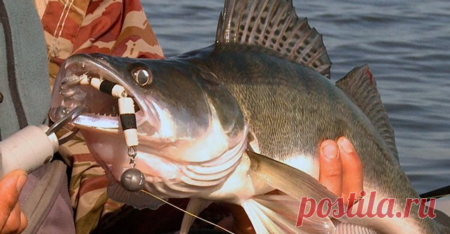 Мандула – убийца осеннего судака! Проводка, техника ловли - видео онлайн | FishingSib Видео: Мандула – убийца осеннего судака! Проводка, техника ловли -  бесплатно. Рубрика: Искусство рыбалки. Добавлено пользователем FishingSib.ru в 2019 году. С похолоданием воды хищник меняет свои «вкусовые» пристрастия. Эти закономерности уже давно выяснили опытные рыбаки. С