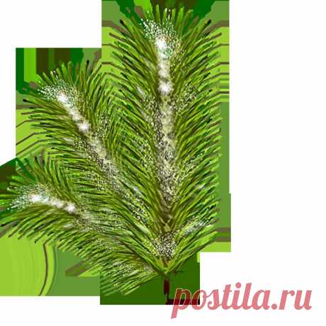 лапка
