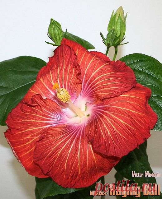 Глядеть- не наглядеться!