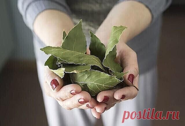 Этот лист — невероятно мощное средство от высокого давления, сахара в крови, кашля, отёков и лишнего веса! 

Эти рецепты удивительно эффективны! Сохраните себе, они точно вам пригодятся! 

Листья этого растения широко используется в кулинарии из-за его замечательного аромата. 

Но лавр — не просто приправа — это также лекарственное растение, используемое при лечении различных заболеваний. 

Это отличное мочегонное, противоревматическое, противовоспалительное средство, кото...