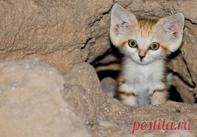 Песчаные кошки: про бархатных и грациозных животных, которые не живут в неволе