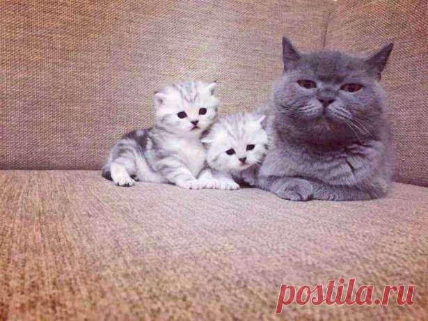Малышки Коти