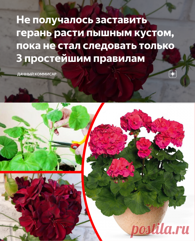 Не получалось заставить герань расти пышным кустом, пока не стал следовать только 3 простейшим правилам | Дачный Коммисар | Яндекс Дзен