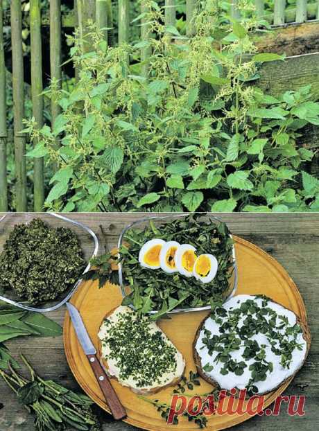 Сорняк, сорняк, я тебя съем  // KP.RU