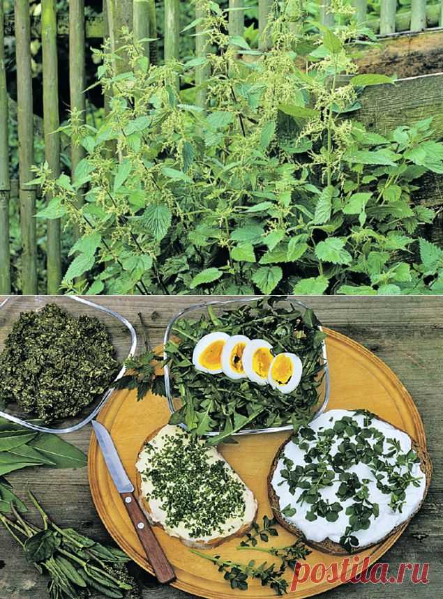 Сорняк, сорняк, я тебя съем  // KP.RU